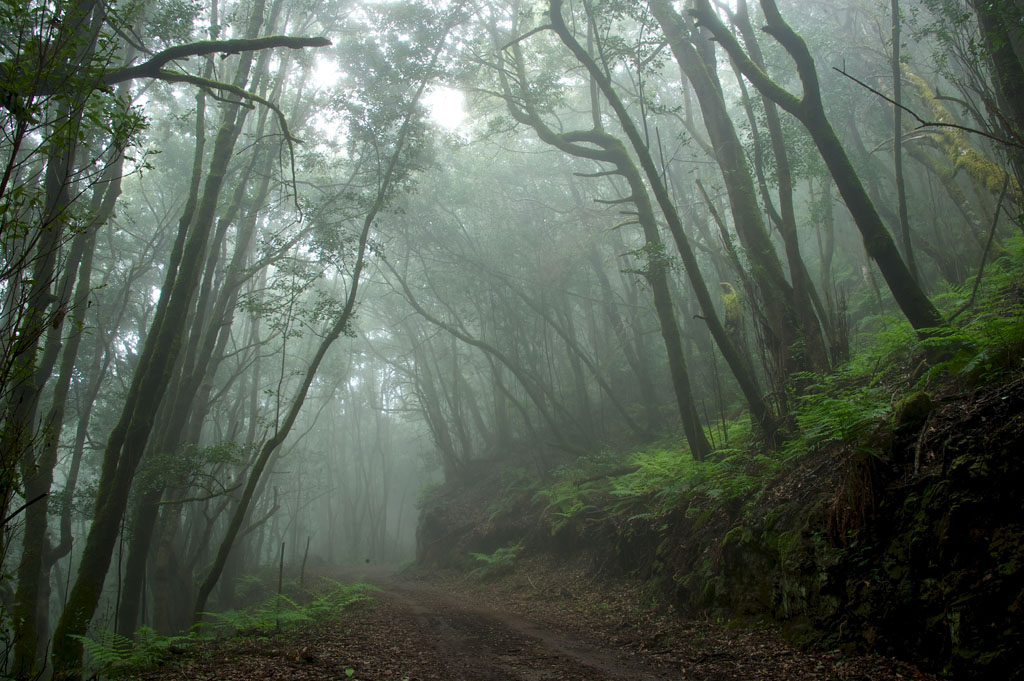 Contribución hídrica de la captación de niebla al balance de un bosque de laurisilva en el Parque Nacional de Garajonay